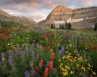 Wildflower Sunset Landscape Photography Print - Timpanogos Basin, Utah - Archival Prints, Canvas, Metal - bp0216
