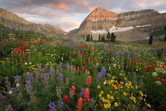 Wildflower Sunset Landscape Photography Print - Timpanogos Basin, Utah - Archival Prints, Canvas, Metal - bp0216