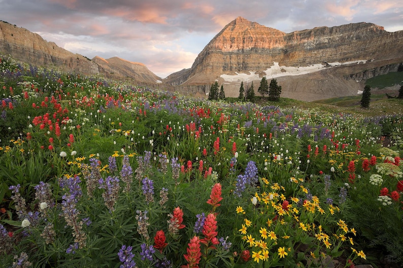 Timpanogos Basin Wildflower Sunset - American Fork Canyon, Utah