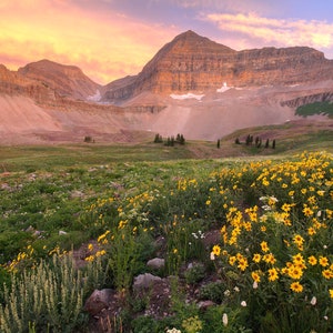Mount Timpanogos Wildflower Sunset - Wasatch Mountains, Utah - Photograph Print Poster Picture Wall Decor Photography Art Artist Landscape