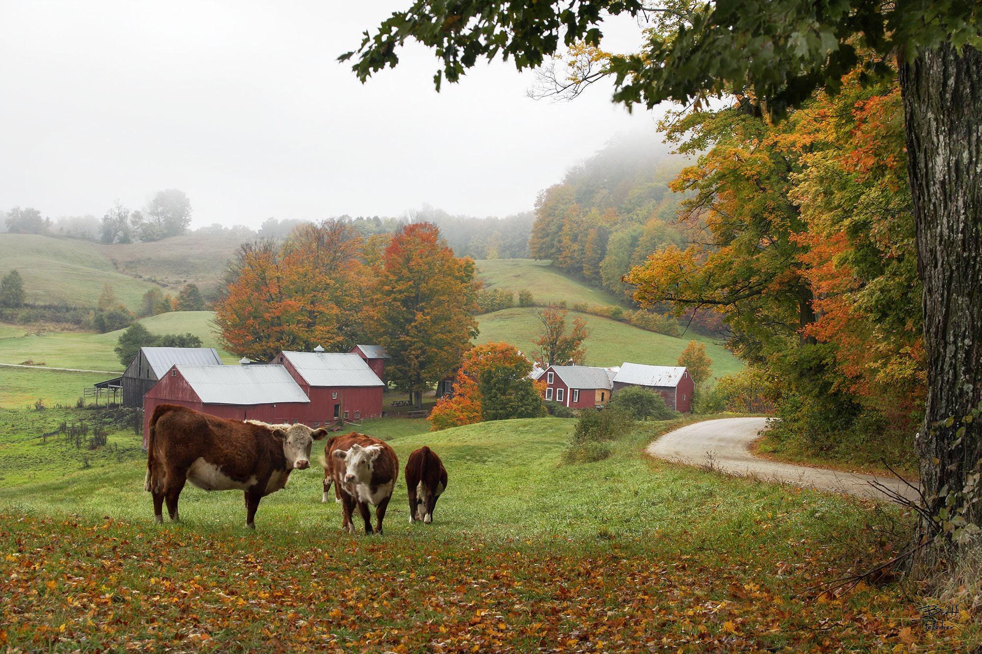 Vermont, Autumn Foliage Photograph - Jenne Farm Cows, Foggy Maple Landscape - Archival Prints, Canvas, Metal - bp0064