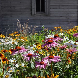 Garden of Wildflowers at Abandoned House - Photograph Print Poster Picture Wall Decor Photography Art Artist Images Camera Landscape