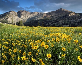 Albion Basin Wildflower Sunset - Alta, Utah - Photograph Print Poster Picture Landscape Wall Decor Photography Art Artist Images Camera