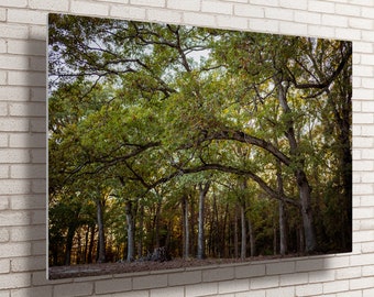 Oak Trees Nature Metal Wall Art - Woodland Photography Print - Forest Photography Tree Aluminum Print - Oak Tree Fall Home Decor