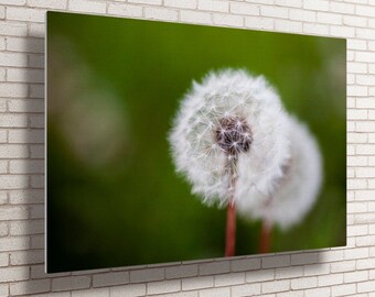 Dandelion Puff Metal Wall Art - Spring Farmhouse Flower Decor - Dandelion Photography Print