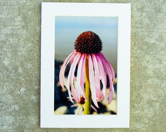 Limited Edition Purple Coneflower Photography Print - Echinacea Plant Botanical Nature Print - Original Signed Artwork - 5x7 Matted Photo
