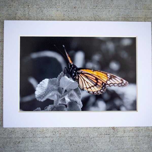 Limited Edition Photography Print - Matted and Signed - Monarch Butterfly Nature Print - Original Signed Artwork - 5x7 Matted Photo