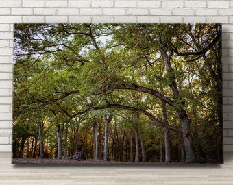 Oak Trees Nature Canvas Wall Art - Woodland Photography Print - Forest Photography Tree Canvas Print - Oak Tree Fall Home Decor