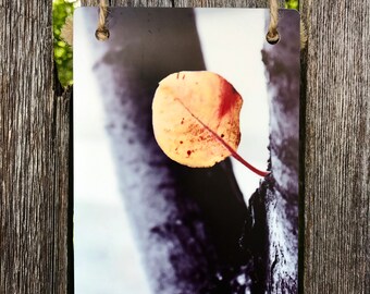 Orange Leaf Metal Photography Print - Black and White Tree Art – Farmhouse Wall Decor - Housewarming Gift - 4x6