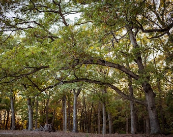 Oak Trees Nature Wall Art - Woodland Photography Print - Forest Photography Tree Print - Oak Tree Fall Home Decor