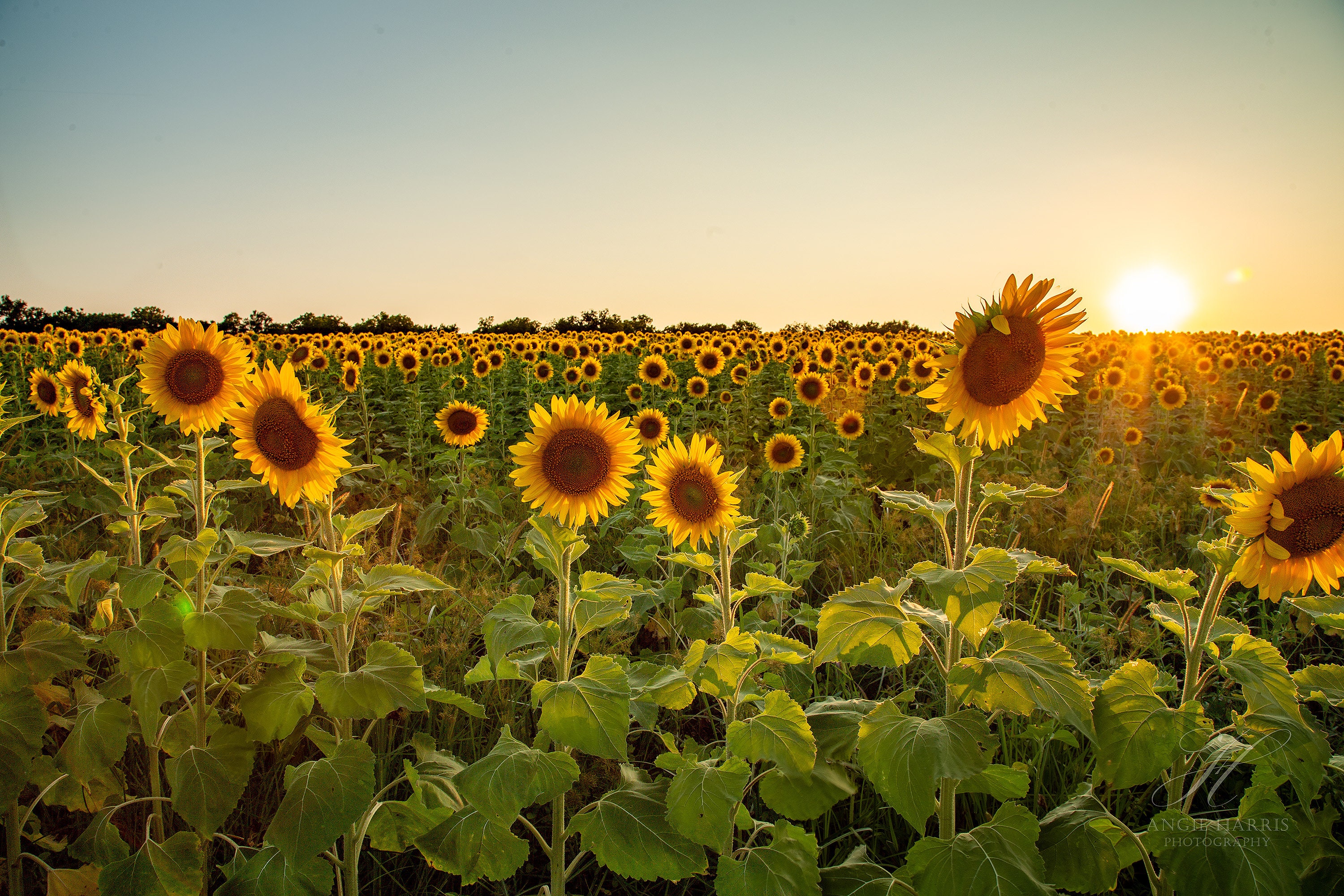 Sunflower Patch at Sunset Photography Print Sunflower Wall Art