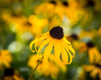 Botanical Nature Photography Print - Black-Eyed Susan - Yellow Flower Wall Art - Kitchen Decor - Office Wall Art