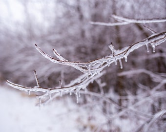 Winter Wall Art - Winter Photography - Icy Tree Branches - Snow Print - Winter Decor - Tree Wall Art - Minimalist Photography Print