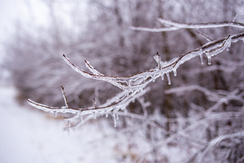Winter Wall Art Winter Photography Icy Tree Branches - Etsy
