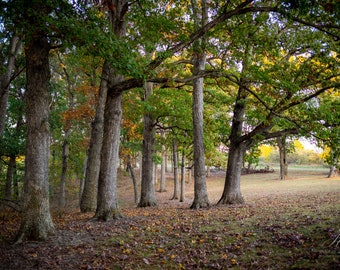 Oak Trees Nature Wall Art - Woodland Photography Print - Forest Photography Tree Print - Oak Tree Fall Home Decor