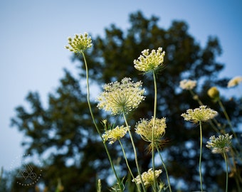 Queen Anne's Lace Flower Photography Print - Wildflower Nature Wall Print - Floral Botanical Living Room Wall Art