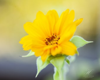 Bright Yellow Flower Photography Print - Botanical Wall Art - Nature Prints - Inspirational Photography - Kitchen Decor