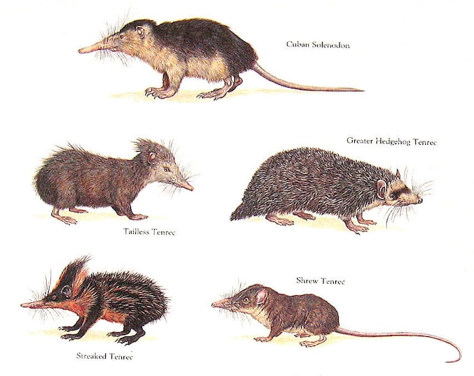Cuban Solenodon, Shrew Tenrec, Giant Otter Shrew, Greater Hedgehog