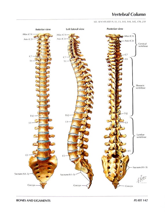 anatomy print vertebral column thoracic vertebrae human etsy