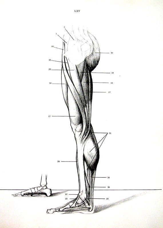 Image result for vintage leg muscles anatomy