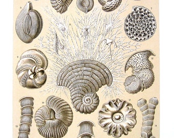 Haeckel Print - Discoidea, Thalamophora - 1990 Vintage Animal Print - 12 x 9