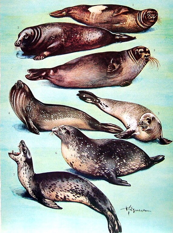 Seal behavior characteristics picture