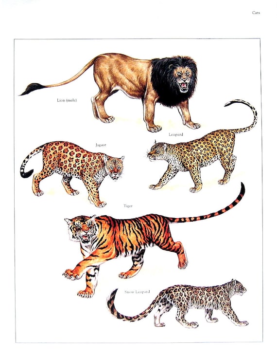Wild Cats Print Lion Jaguar Leopard Tiger Snow Leapoard | Etsy