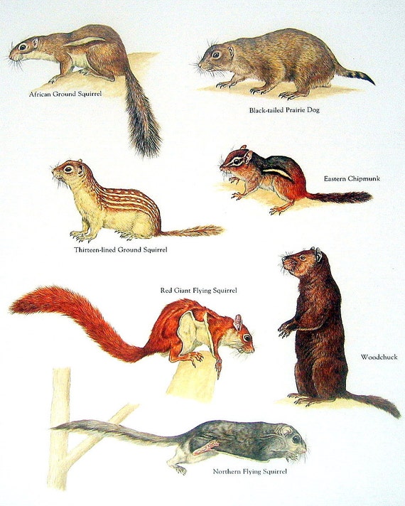 ground squirrel vs chipmunk ground squirrel vs chipmunk