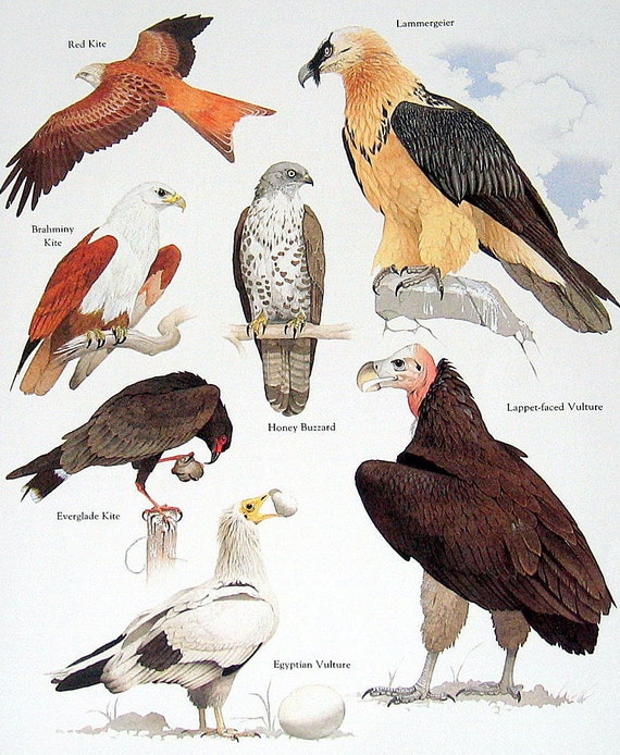 Items similar to Birds - Buzzard, Vulture, Red Kite - Vintage 1984 ...