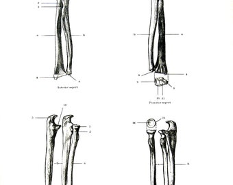 Drucke mit Anatomie