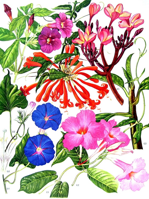 Frangipani Red Jasmine Welted Trumpet Flower Blue Dawn Etsy