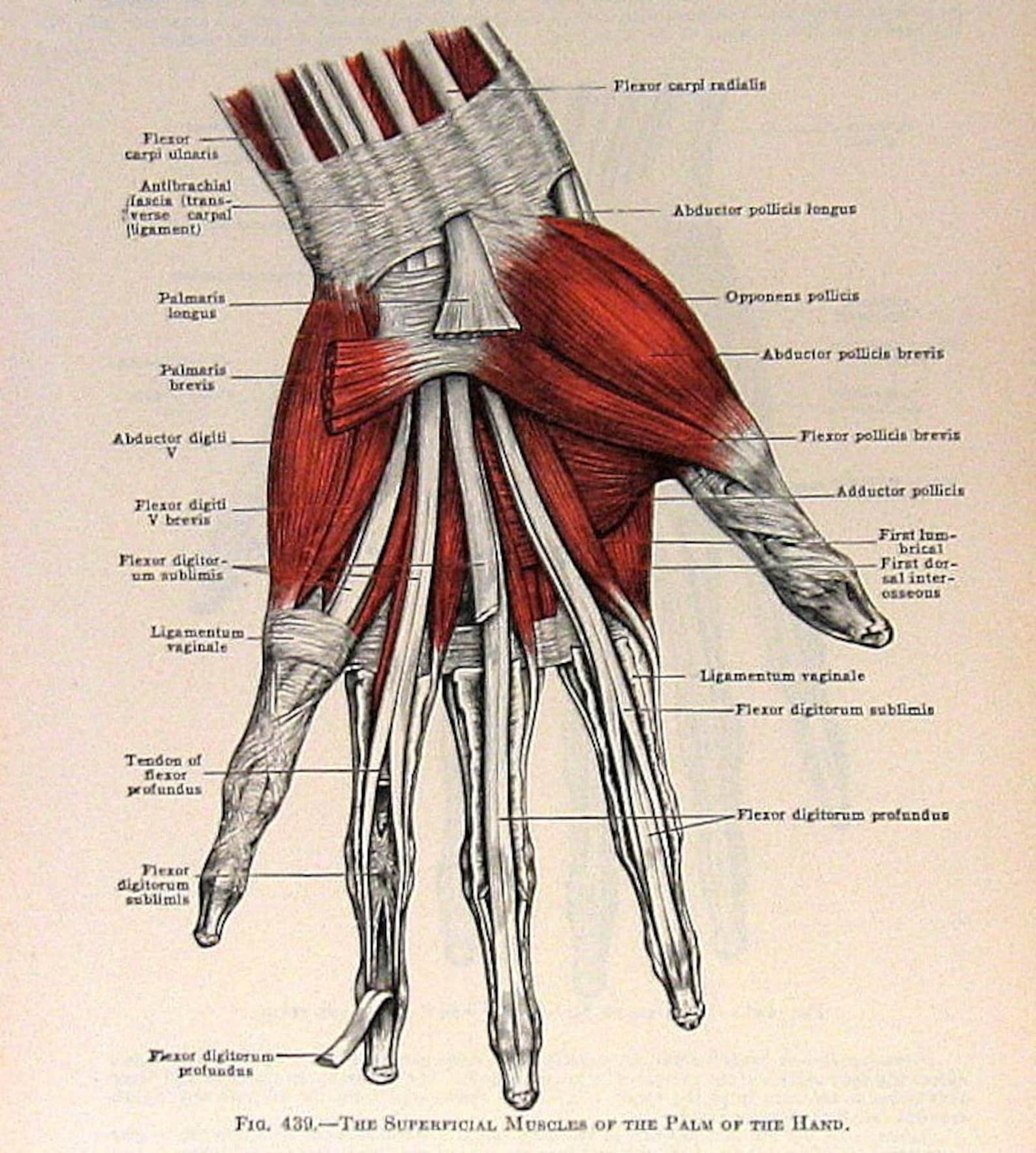 Muscles Of The Hand Anatomy