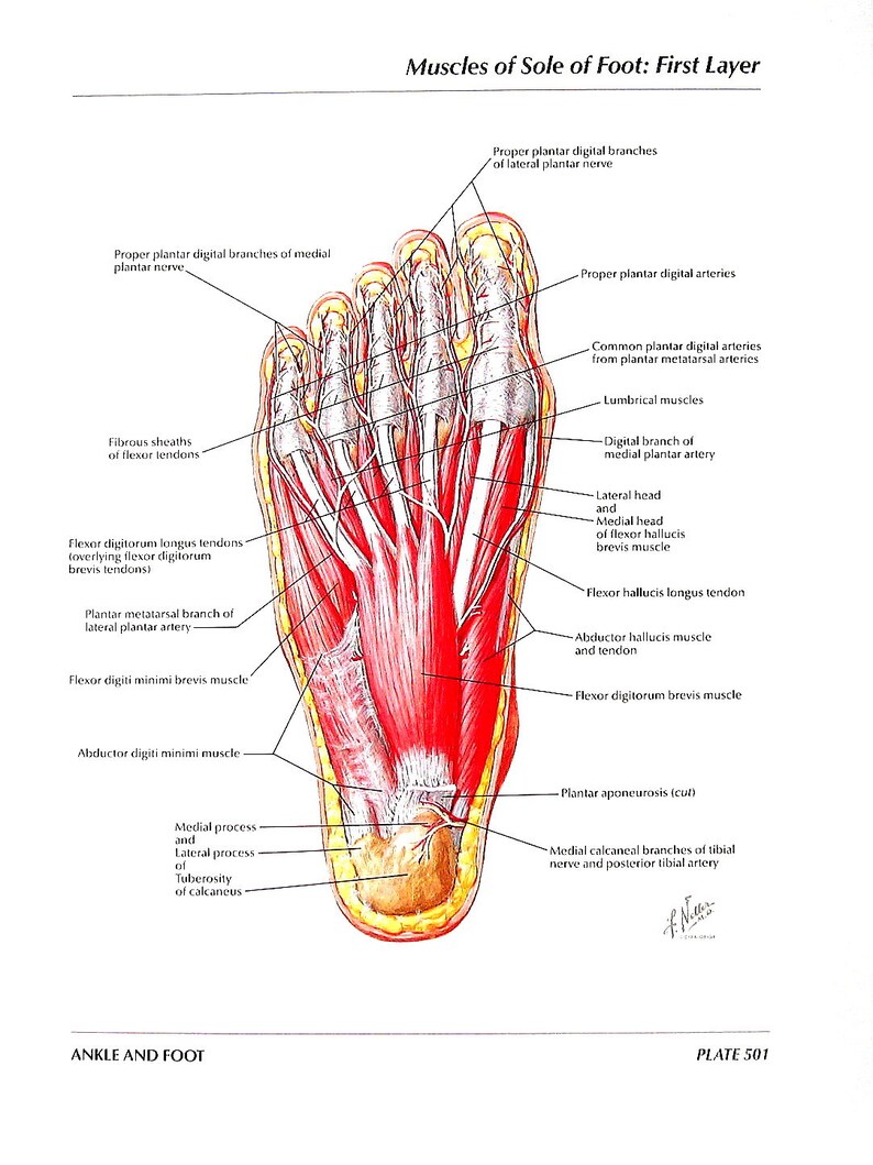 Anatomy Print Muscles of the Sole of the Foot First and Etsy