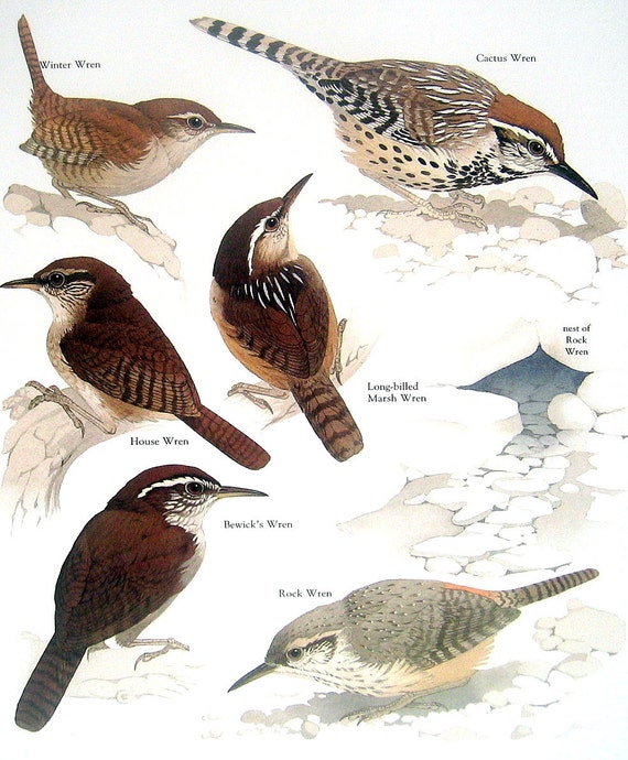Ähnliche Artikel wie Zaunkönige - Zaunkönig, Rock Wren ...