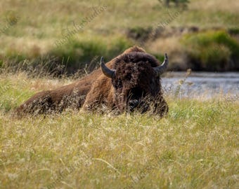 Yellowstone Buffalo Photo Print: Rustic Wildlife Decor
