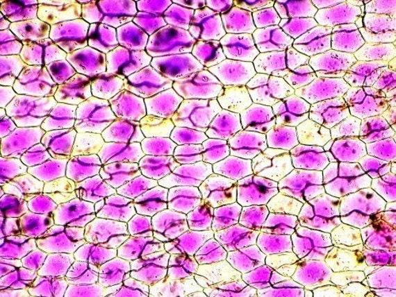 Cell 8 Pictures Of Plant Cells Under A Microscope Plant