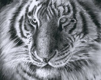 Tiger, Giclee print. Original created in charcoal
