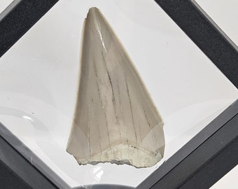 Fossile de dent de requin - Otodus obliquus (10 millions d'années)