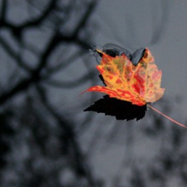 Leaf on Water - Photo Greeting Card