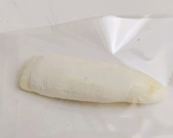 Large 1.50" Louisiana Alligator Gator Tooth Teeth Genuine Craft Jewelry