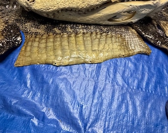 Louisiane Alligator Skull, 21.5-Inch Epoxy Resin Coated