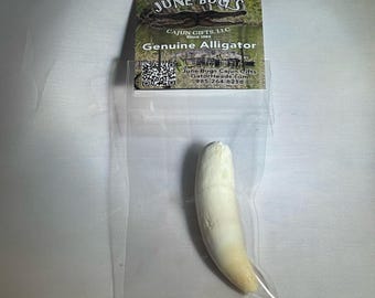 Large 2.50" Louisiana Alligator Gator Tooth Teeth Genuine Craft Jewelry