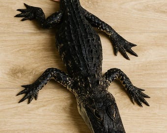Full body mounted Alligator La 24-051688
