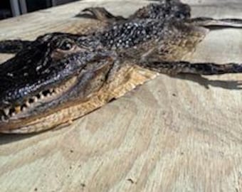 Genuine 57" American Alligator Skin; "Hornback" Rug (LA24-051709)