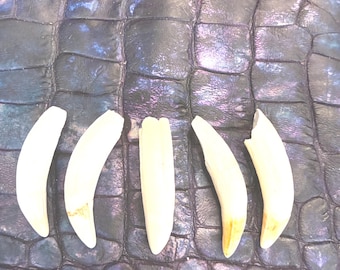 5 pieces Large 2" Louisiana Alligator Gator  Teeth Genuine Craft Jewelry