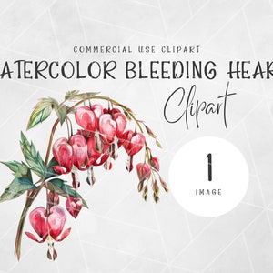 Aquarell Tränendes Herz Blumen Clipart | Tränende Herzen Clipart | Aquarell Blumen Clipart | Hochzeit Clipart | Rosa Blumen Clipart