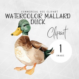Watercolor Mallard Duck Clipart, PNG Digital Illustration Bundle, For Baby Shower Invite, Boy Birthday Party Invitation, Printable Clip Art