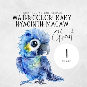 Ara jacinthe bébé png | Clipart mignon perroquet | Clipart oiseau | Clipart baby shower | Animaux de la jungle | Clipart animaux de la jungle | Utilisation commerciale