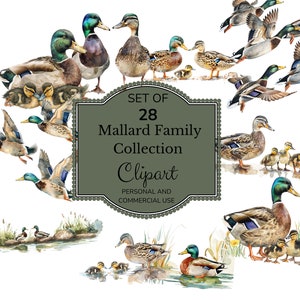 Watercolor Mallard Duck Clipart, PNG Digital Illustration Bundle, For Baby Shower Invite, Boy Birthday Party Invitation, Printable Clip Art