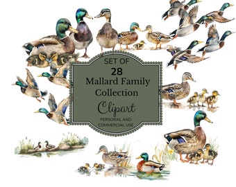 Watercolor Mallard Duck Clipart, PNG Digital Illustration Bundle, For Baby Shower Invite, Boy Birthday Party Invitation, Printable Clip Art